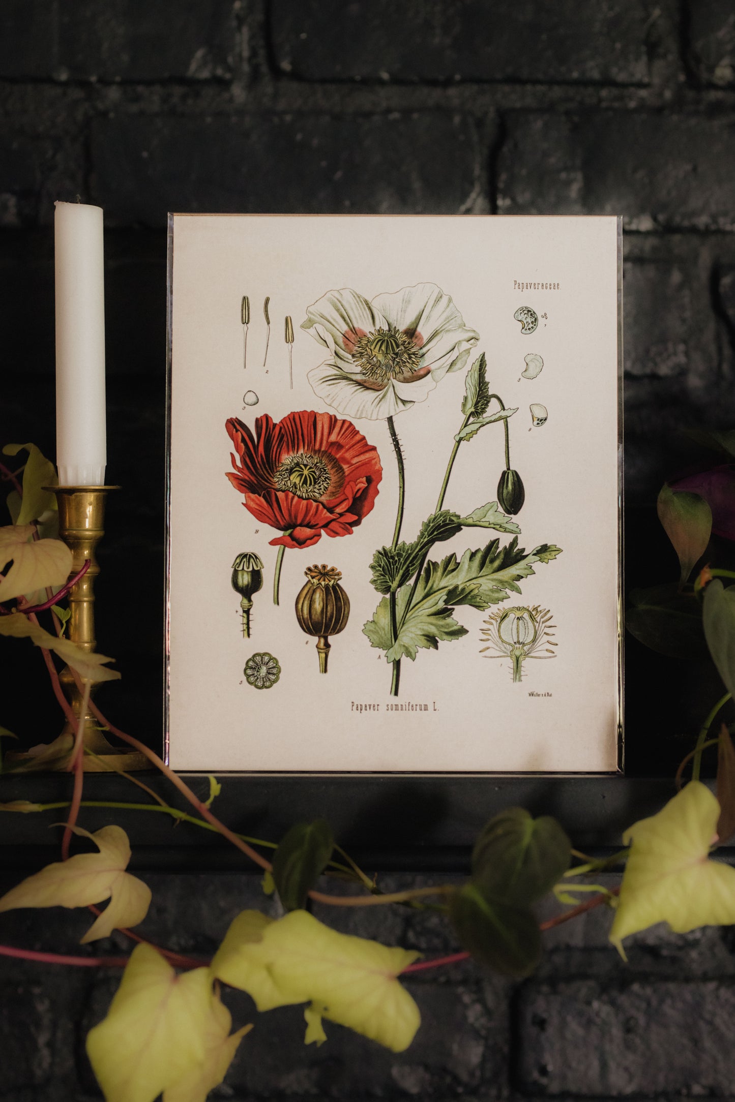Vintage Botanical Opium Poppy Flower Print - 8x10