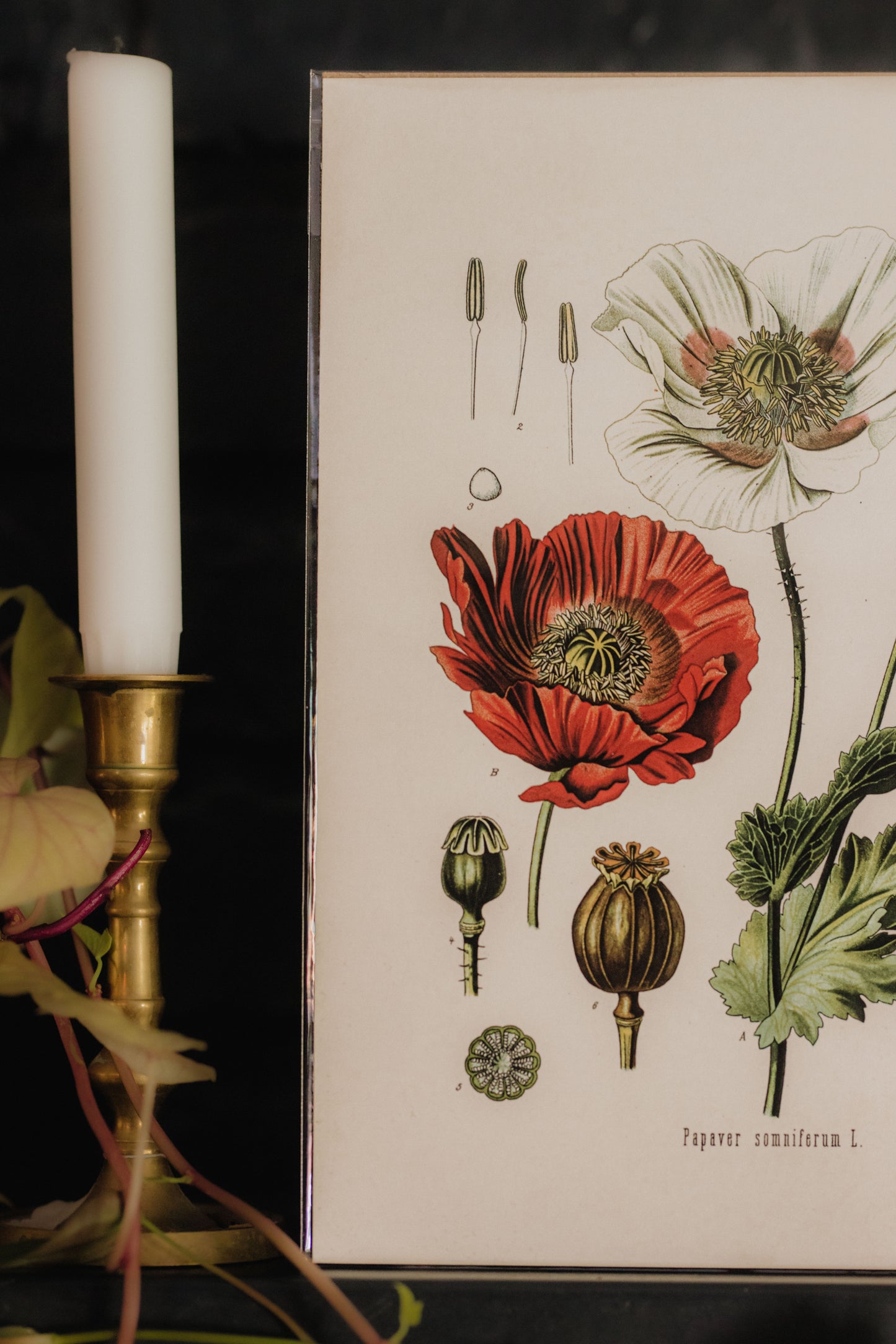 Vintage Botanical Opium Poppy Flower Print - 8x10