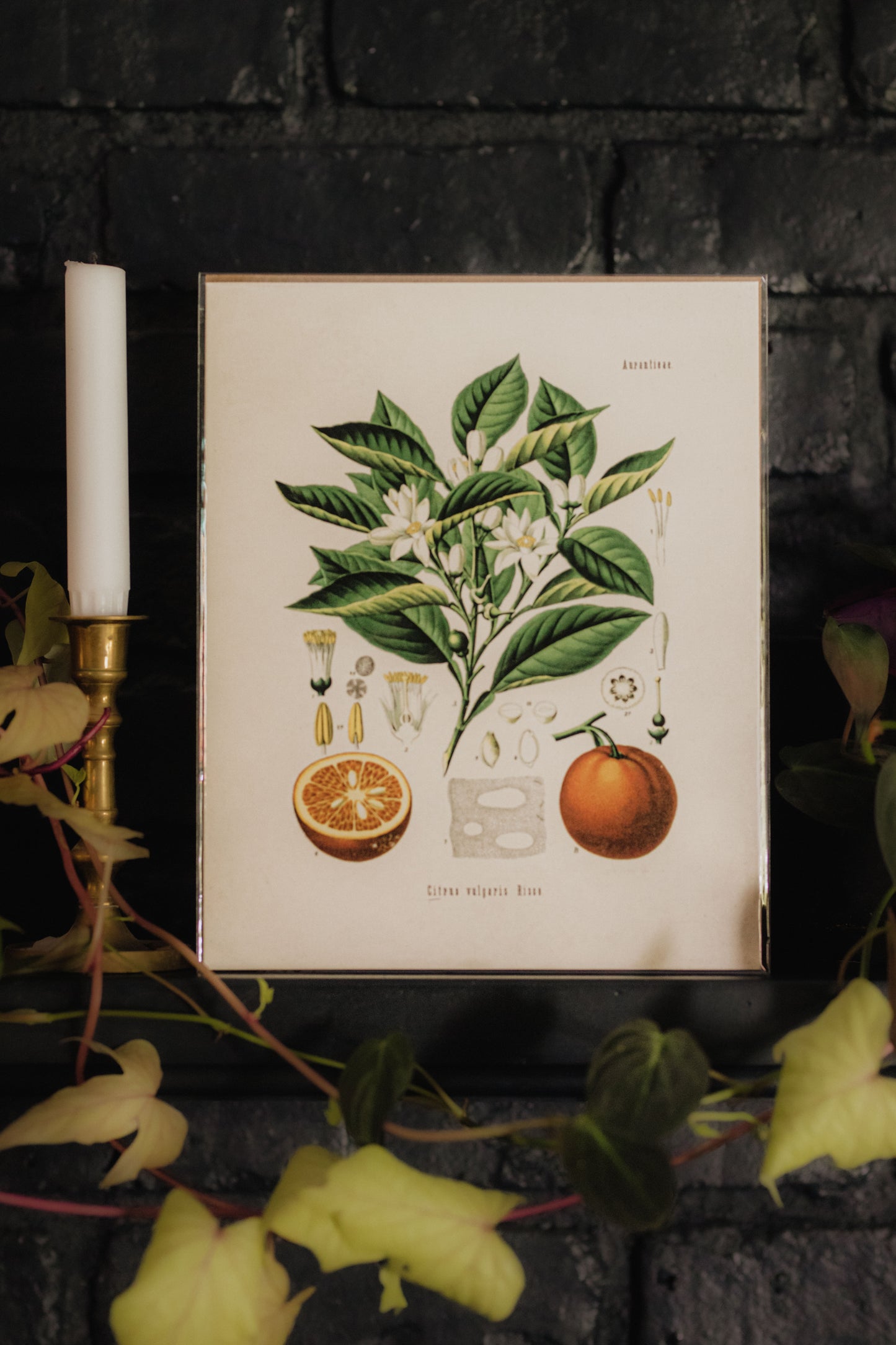 Vintage Botanical Citrus Orange Print - 8x10