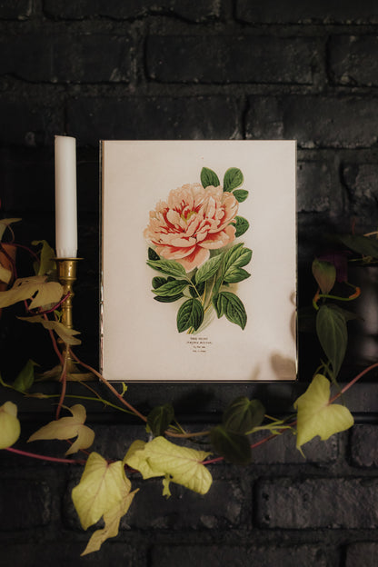 Vintage Botanical Peony Flower Print  - 8x10
