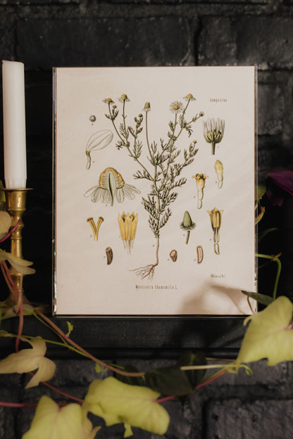 Vintage Botanical Chamomile Flower Print - 8x10