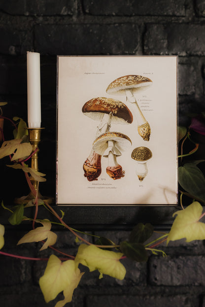 Vintage Mushroom Blusher Print - 8x10