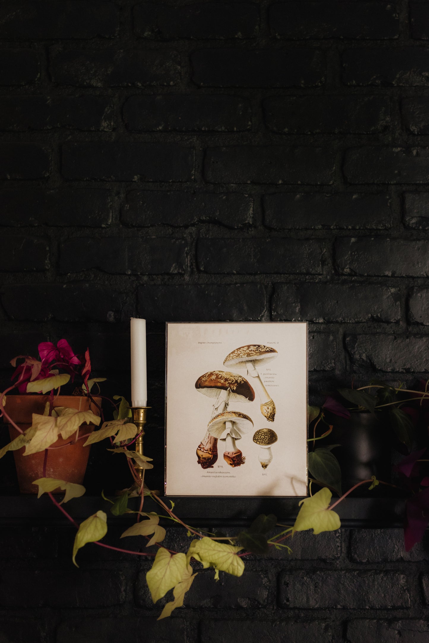 Vintage Mushroom Blusher Print - 8x10