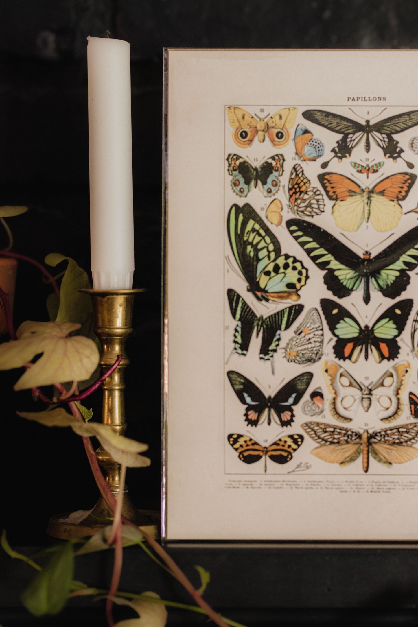 Vintage Millot Butterfly 1 Print  - 8x10