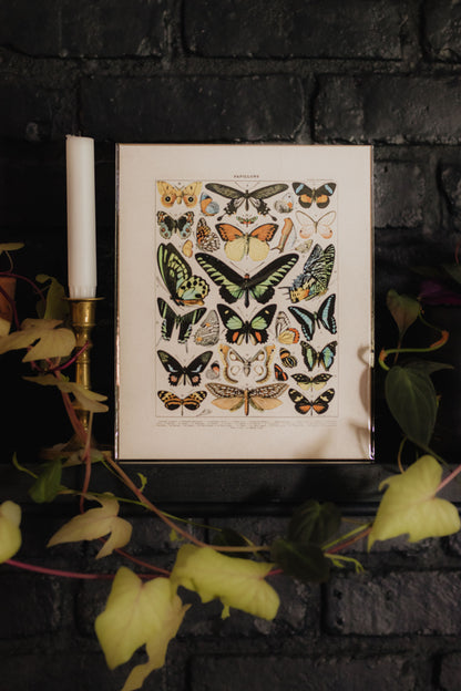 Vintage Millot Butterfly 1 Print  - 8x10