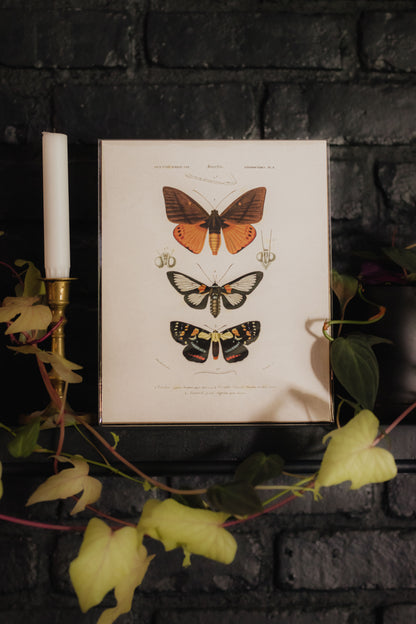 Vintage D'Orbigny Moth Insect Print  - 8x10