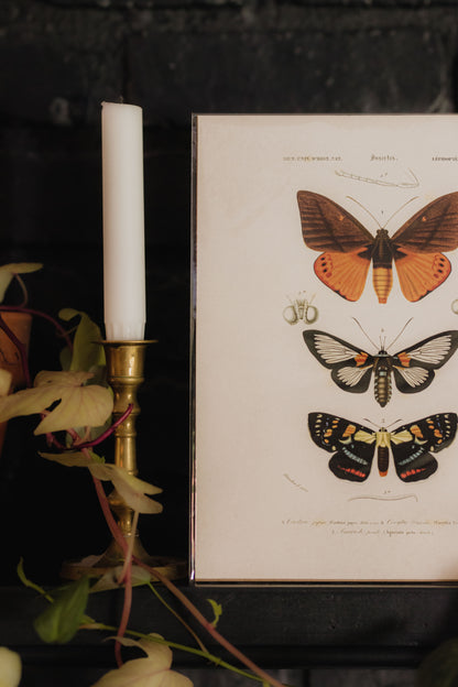 Vintage D'Orbigny Moth Insect Print  - 8x10