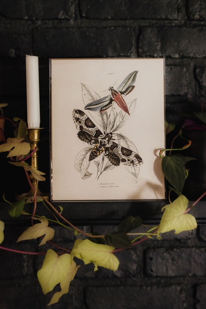Vintage Insect Sphinx Moth Print  - 8x10