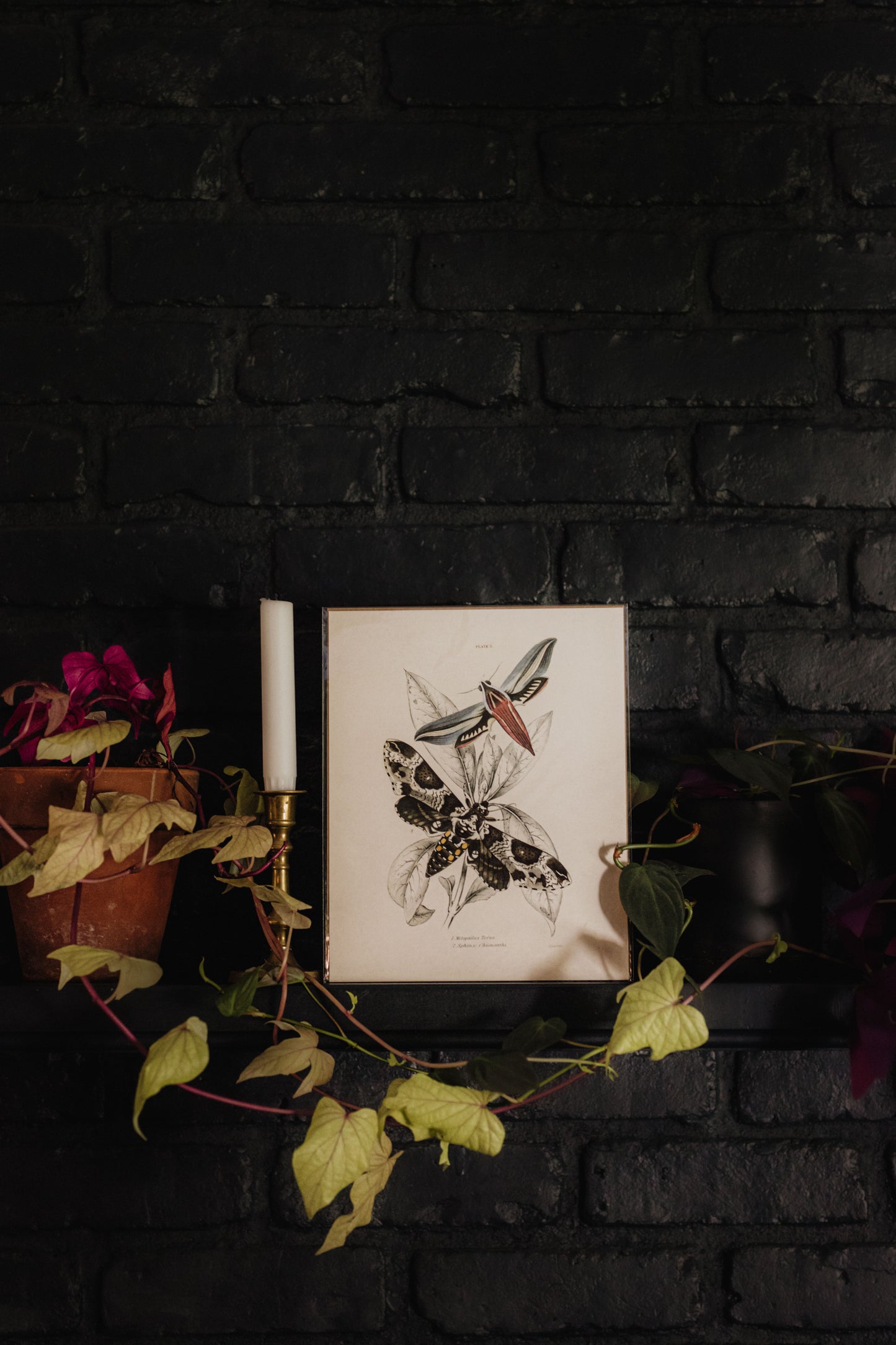 Vintage Insect Sphinx Moth Print  - 8x10
